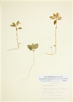 藏品(少葉遠志)的圖片